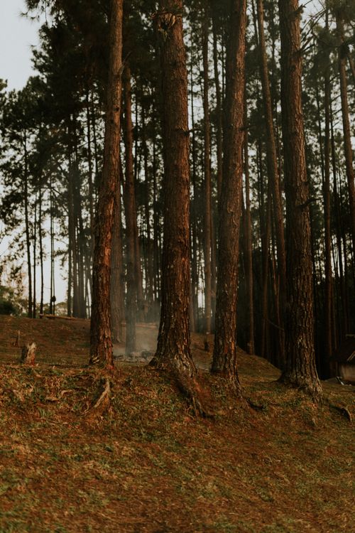Free Mystical pine forest scene with smoke rising, evoking calm and mystery. Stock Photo