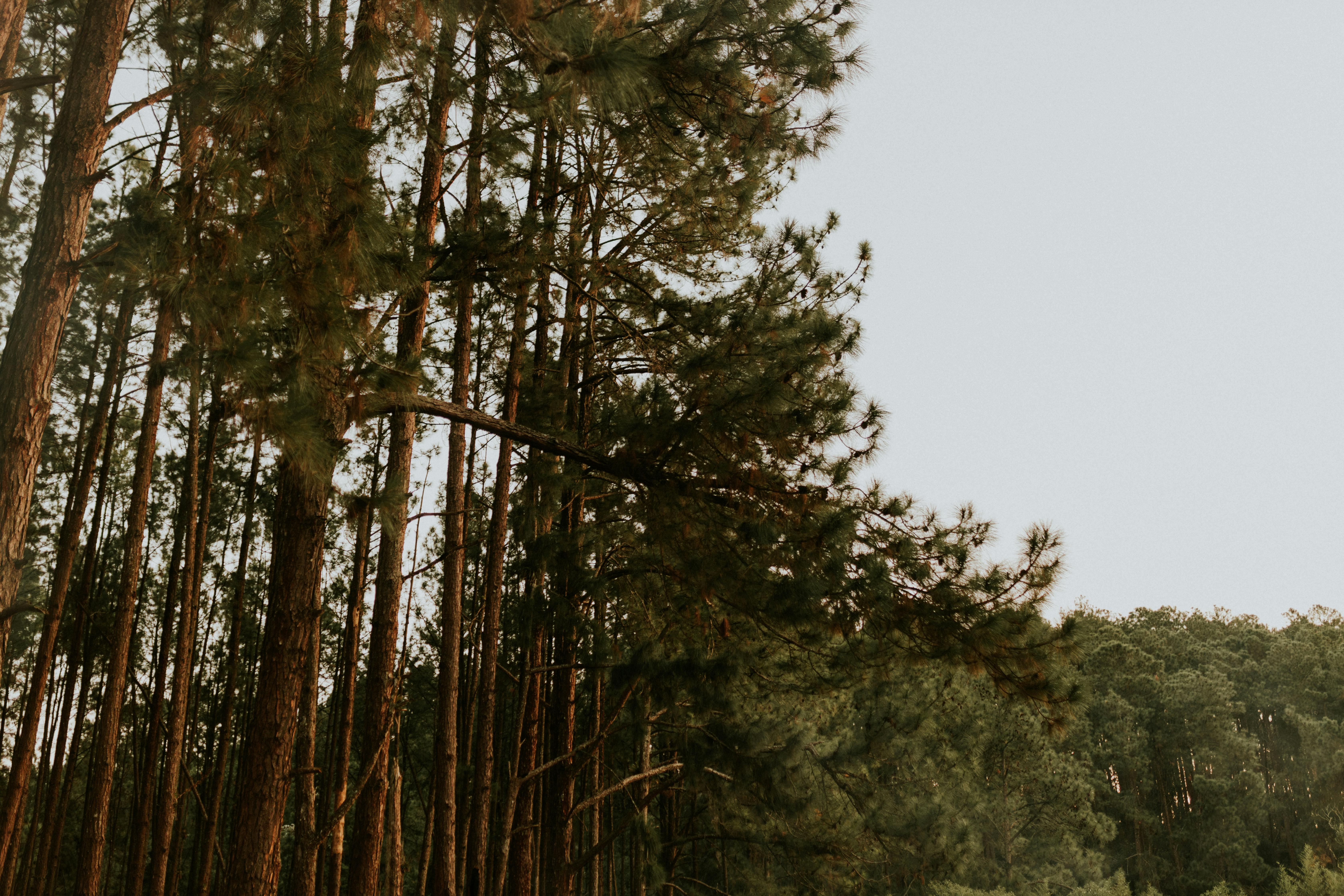 Miễn phí Ảnh lưu trữ miễn phí về ánh sáng mặt trời, ban ngày, bình yên Ảnh lưu trữ