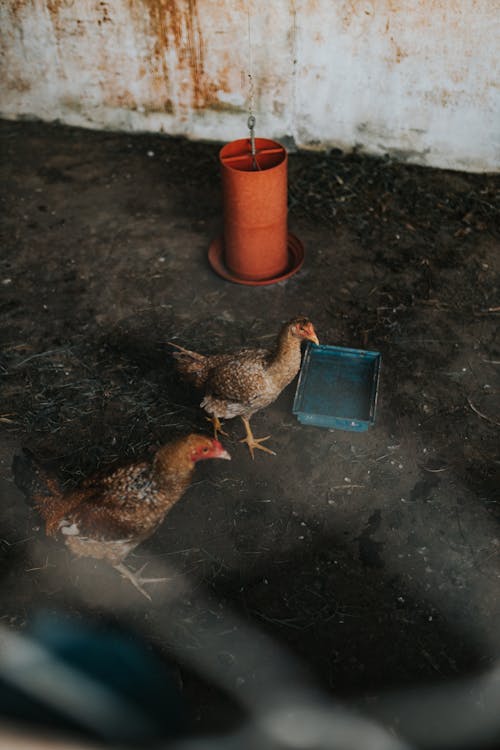 Two chickens standing in a small room with a water bowl