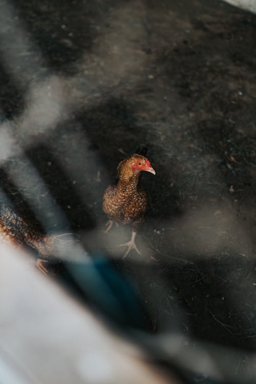 A chicken is standing in the middle of a cage