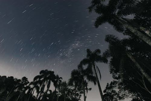 Star trails over palm trees in the night sky