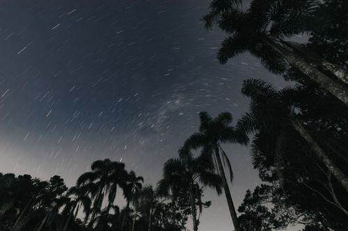 Free Captivating long-exposure shot of star trails over palm trees under the night sky. Stock Photo