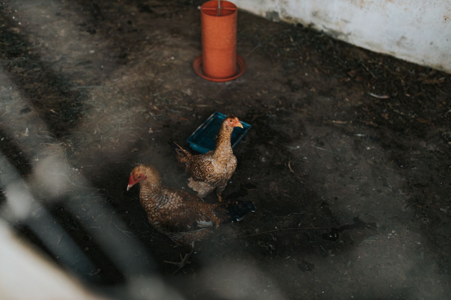 A pair of Aseel chickens observed in a rustic hen house setting, indoors.