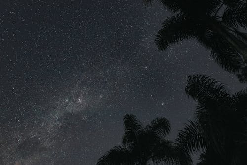 The night sky with stars and palm trees