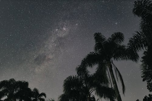 The milky way over palm trees in the night sky