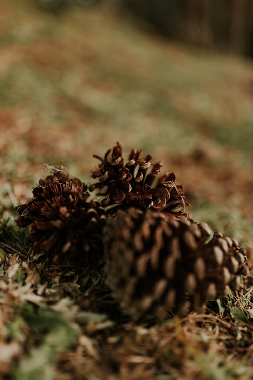 Pine cones on the ground in the forest