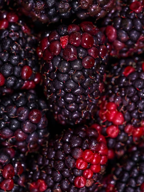 fresh and delicious blackberries