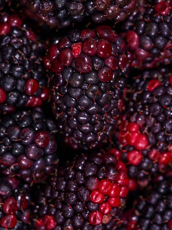 fresh and delicious blackberries