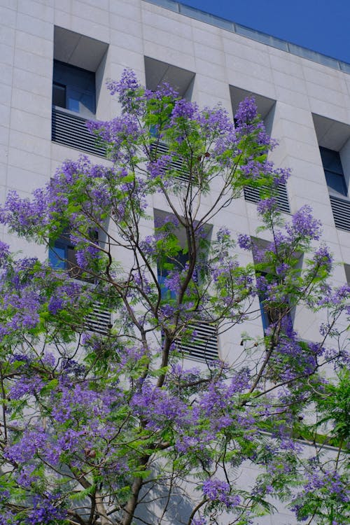 A tree with purple flowers in front of a building