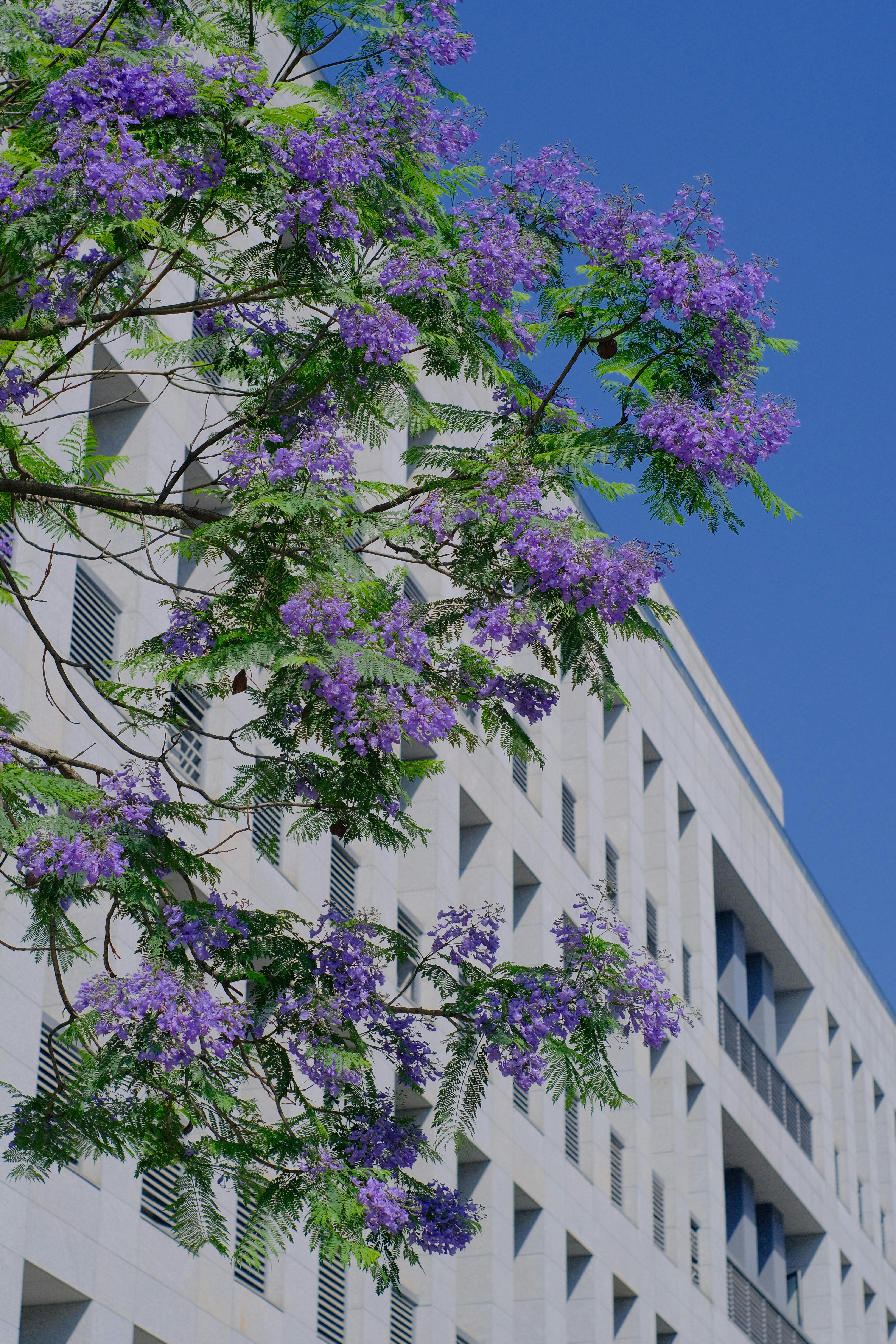 Purple blossoms against modern architecture, capturing spring urban beauty.