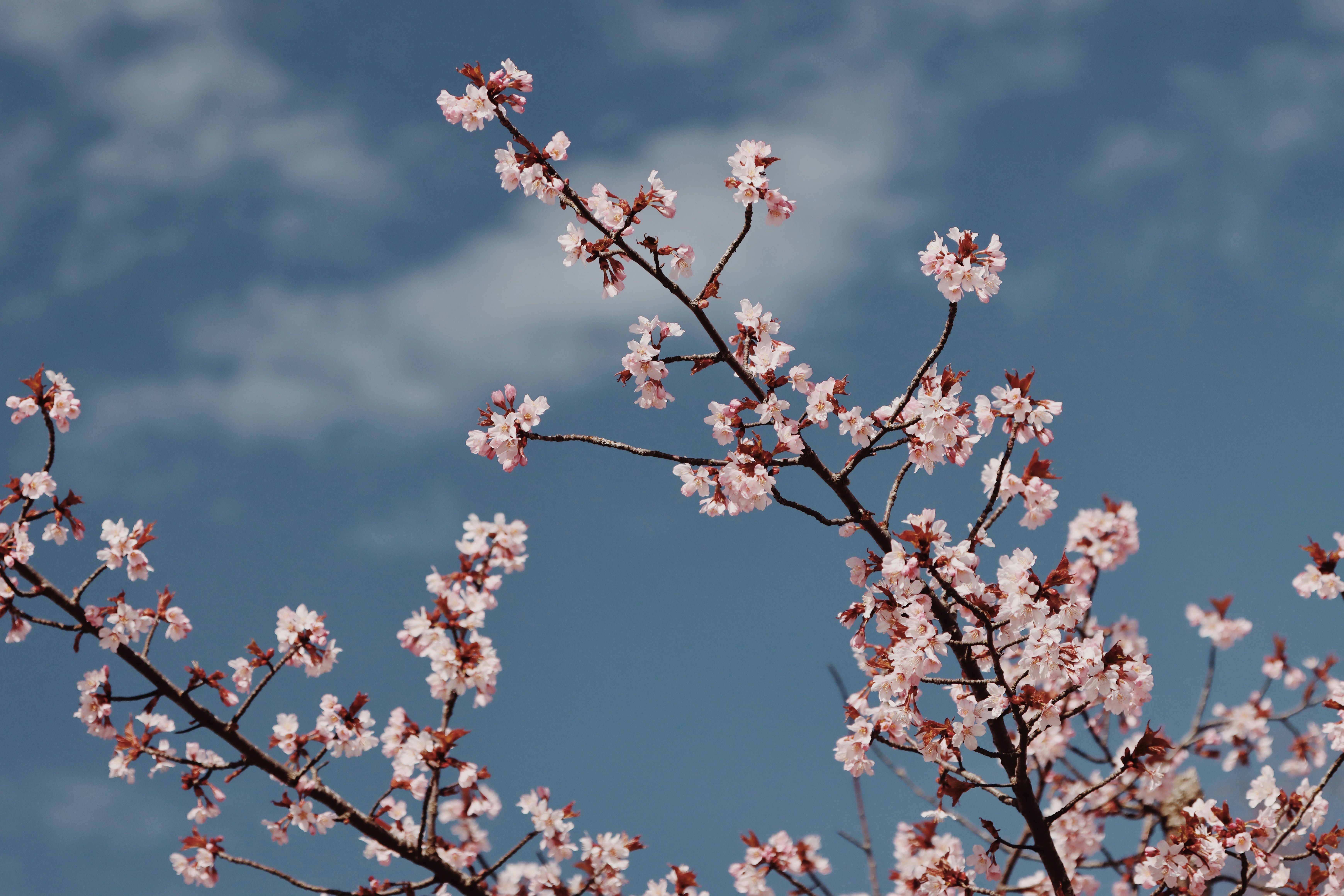 Spring Garaden Photos, Download The BEST Free Spring Garaden Stock ...