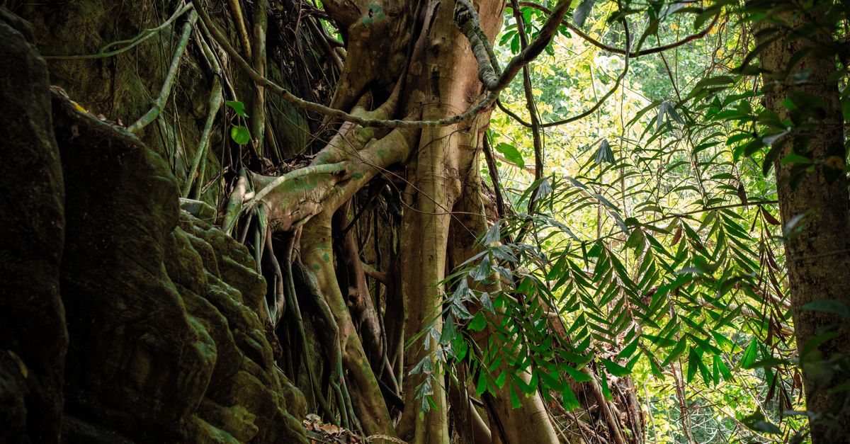 Forrest Roots Roots of Trees in Forest · Free Stock Photo