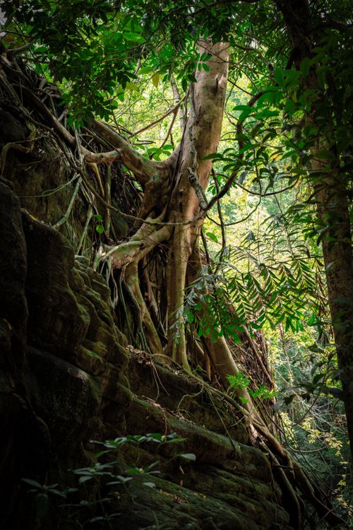 Free Tangled roots gripping a rock face in the lush Kallar forest of Kerala, India. Stock Photo