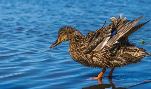 Free Close-up of a female mallard duck standing in water, showcasing wet feathers and vivid details. Stock Photo