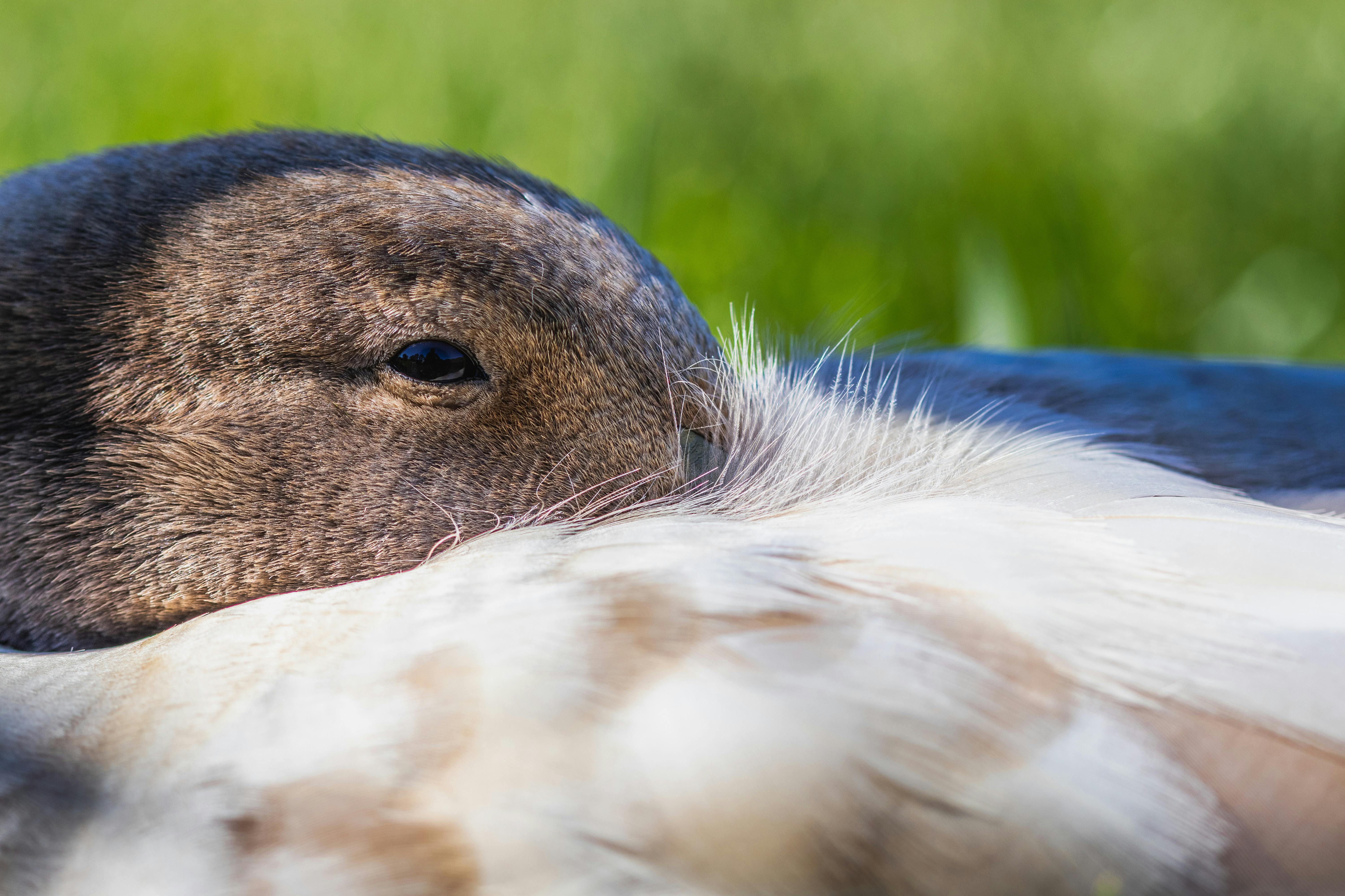 close up of duck