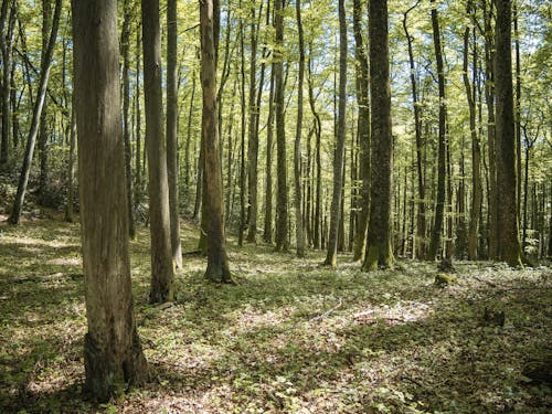 A forest with many trees and leaves on the ground
