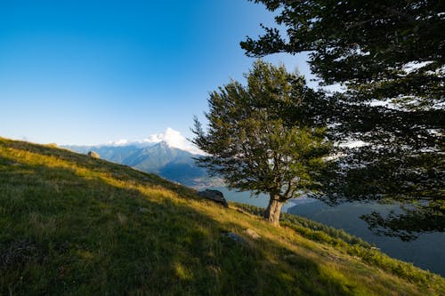 A lone tree on a grassy hillside with a mountain in the background