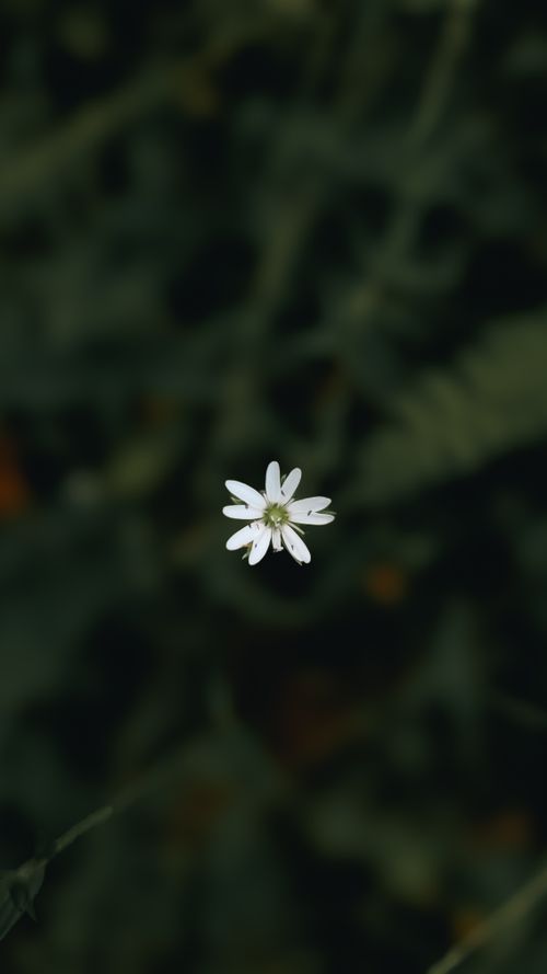Free A single white flower against a dark green background, showcasing minimalist beauty in nature. Stock Photo