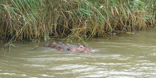 Free stock photo of baby animal, cute animals, hippo