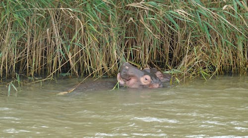 Free stock photo of baby animal, cute animals, hippo