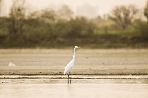 A white bird standing in a shallow body of water