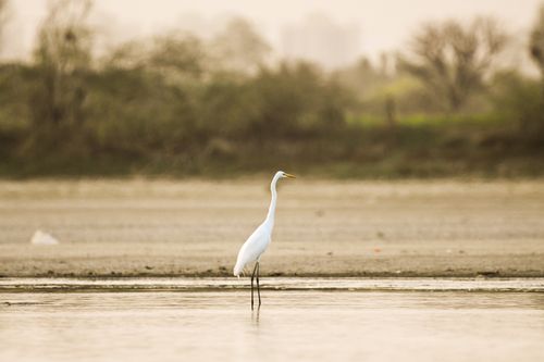 Free A graceful heron stands in a serene lake setting, showcasing the tranquility of nature. Stock Photo