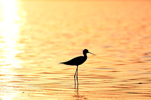 A bird standing in the water at sunset