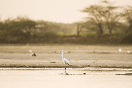 A bird standing in the water near some trees