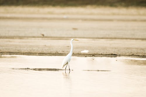 A white bird standing in shallow water