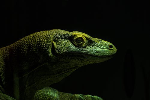 강력한 생물, 게코, 공룡의 무료 스톡 사진