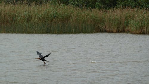 Foto stok gratis burung, danau, mengamati burung