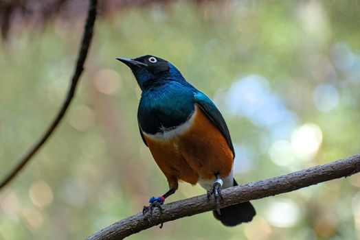 A vibrant superb starling perched on a branch in its natural habitat, showcasing colorful plumage., free online jigsaw puzzle on JigsawPuzzlesFreeOnline.org