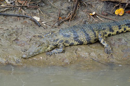 Imagine de stoc gratuită din aligator, amfibian, animal