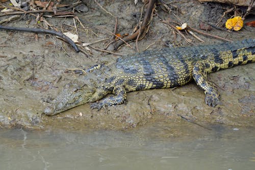 Free stock photo of crocodile, lake, nile crocodile