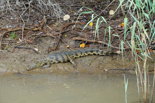 Free stock photo of crocodile, lake, nile crocodile