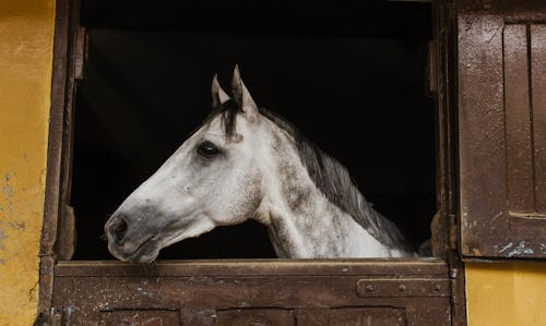Free White Horse Inside Stable Stock Photo