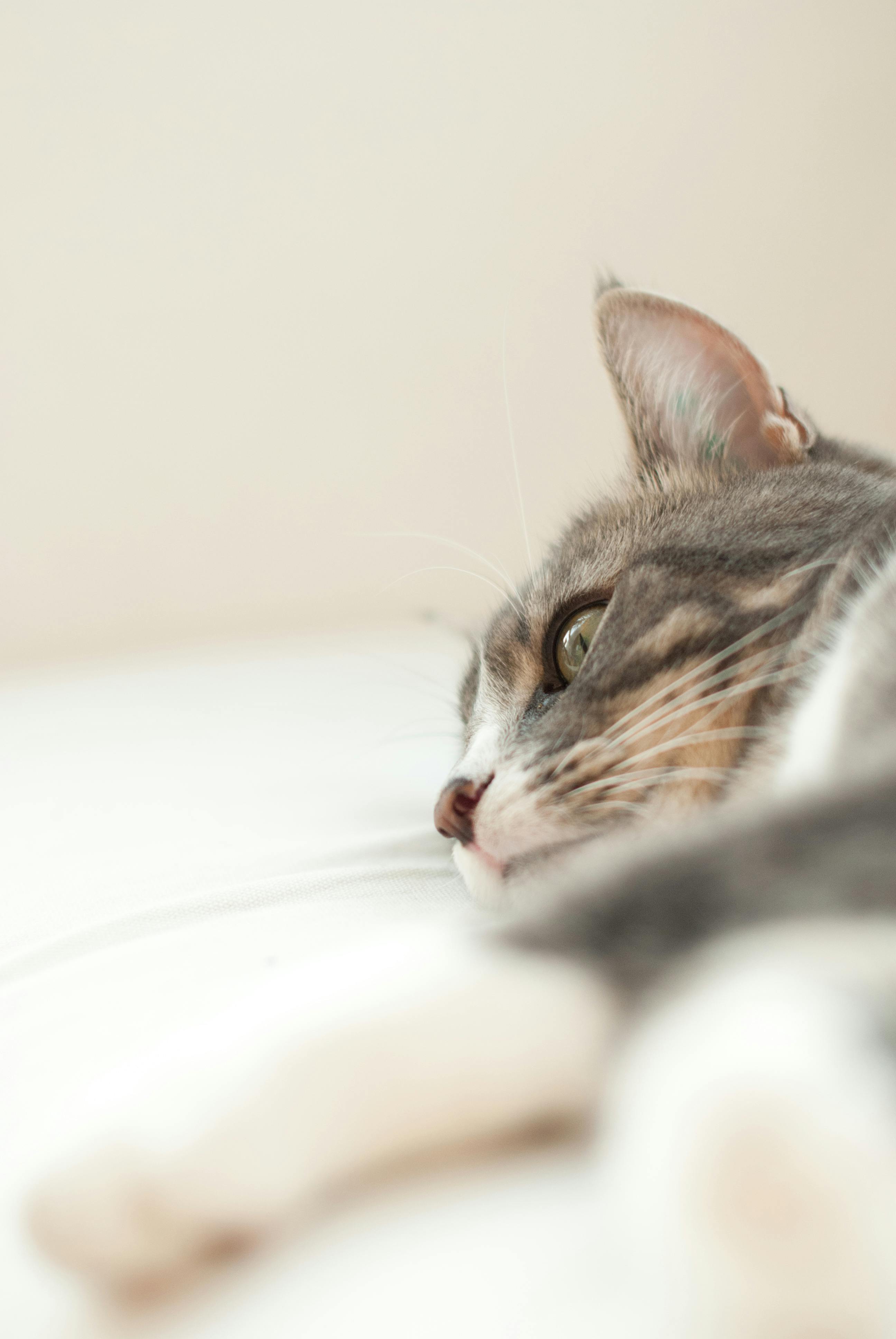 gray tabby cat with blue eyes