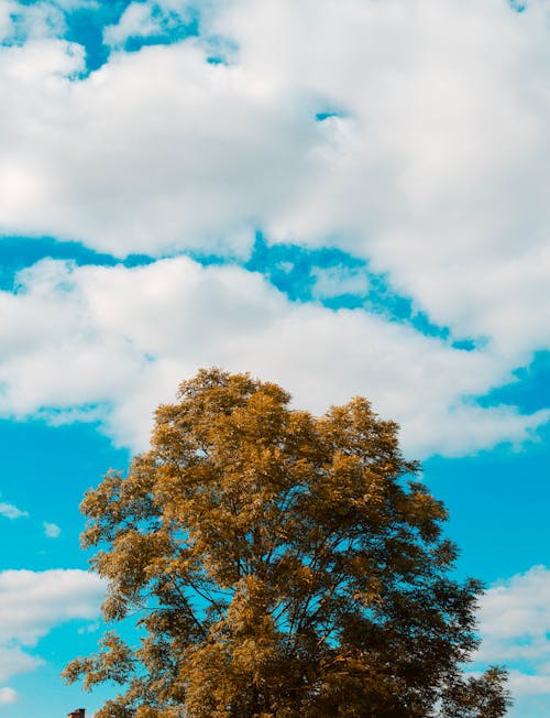Free stock photo of blue sky, green tree