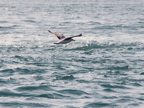 Free A seagull gracefully flying over the ocean, capturing the essence of wildlife and nature. Stock Photo