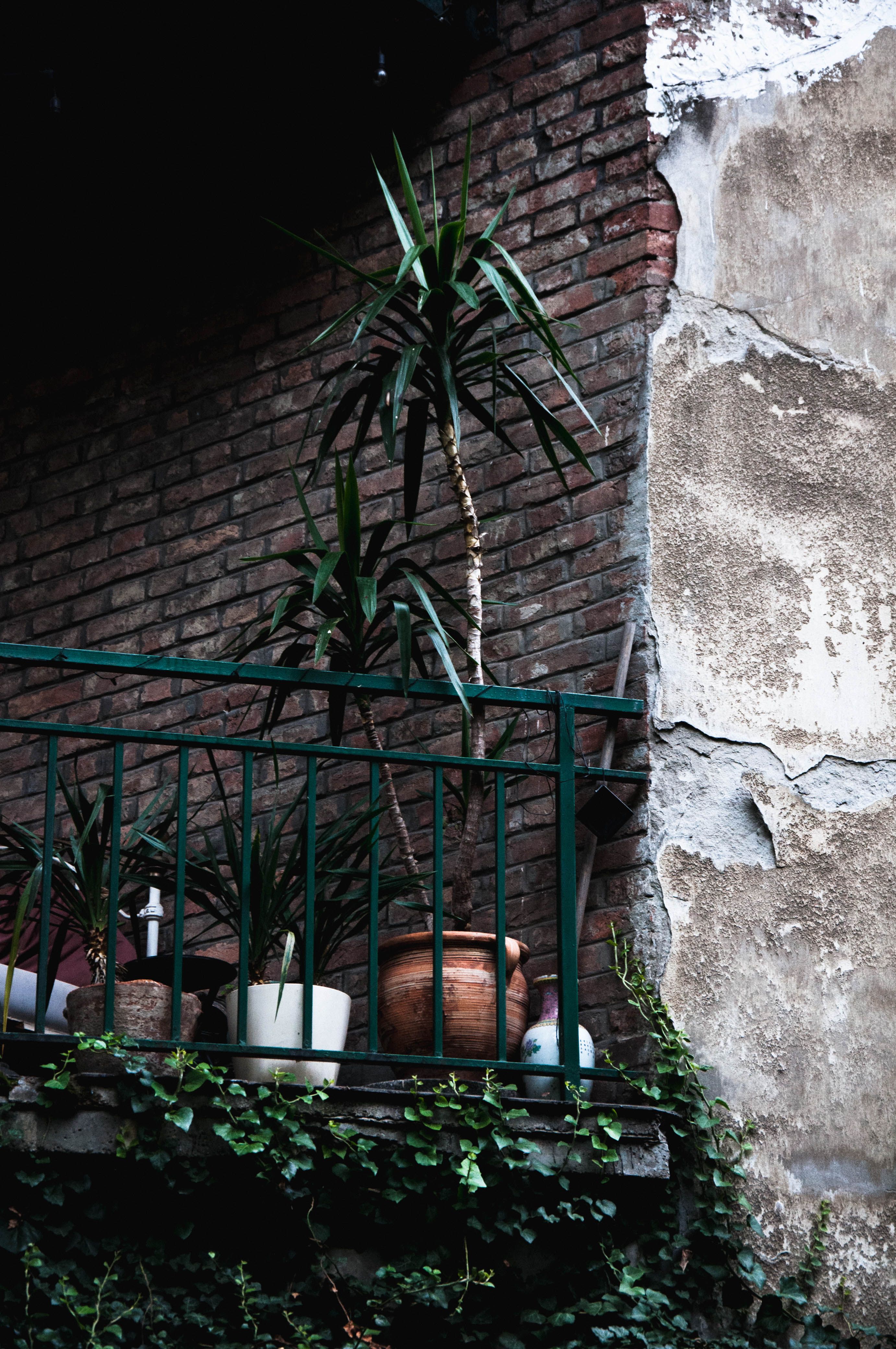 Single potted palm on a small apartment balcony showing minimalist plant styling
