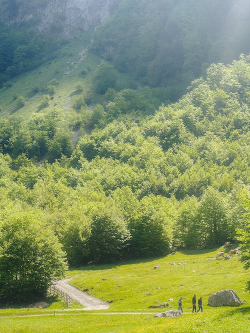 A group of people walking on a path in a forest