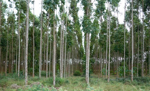 Бесплатное стоковое фото с высокие деревья, деревья, лес