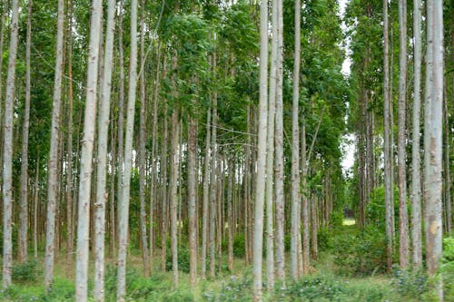 Бесплатное стоковое фото с высокие деревья, деревья, лес