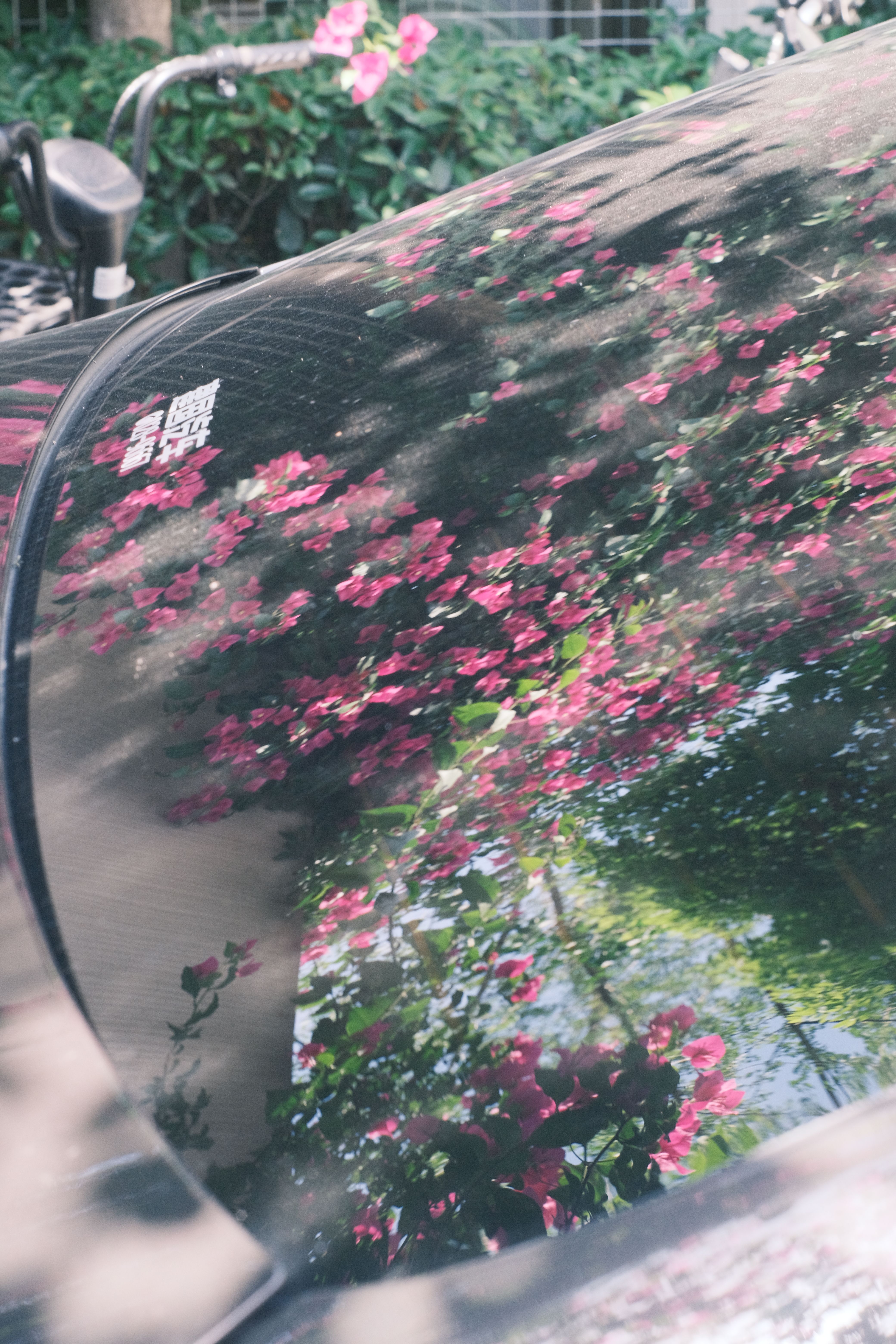 Close-up of pink flowers reflecting on a car windshield creating a vibrant scene.