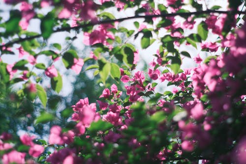A close up of pink flowers on a tree