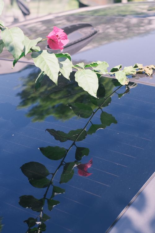 Free Close-up of a rose reflection on a car windshield with leaves, showcasing nature's interaction with technology. Stock Photo