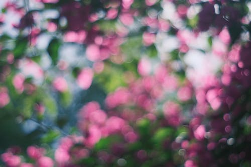 A blurry photo of pink flowers in the background