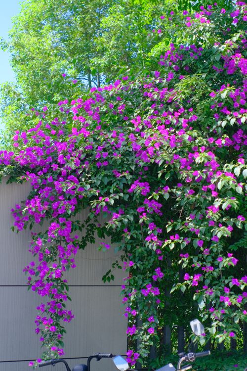 Free Vibrant purple bougainvillea cascading over a wall in springtime. Stock Photo