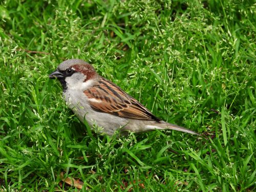 Free Detailed photo of a house sparrow amid lush green grass, showcasing nature's beauty. Stock Photo
