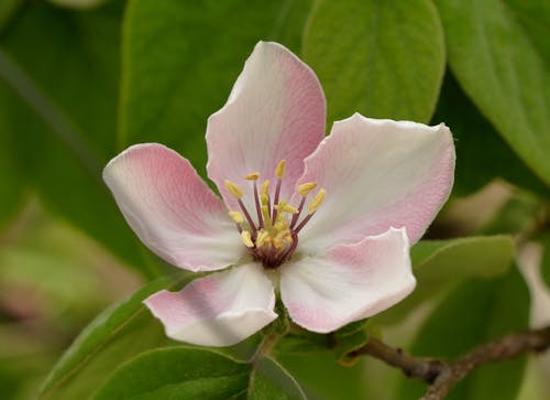 A pink flower with white petals on a green stem